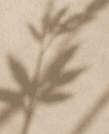 Soft shadow of a natural branch across a warm neutral surface